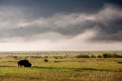 Solitary Bison