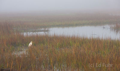 kiawah island, south carolina, low country, beach, photography, image