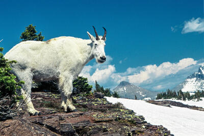 Mountain Goat