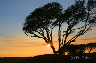 Ocean Course Sunset III