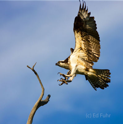 Osprey Landing II
