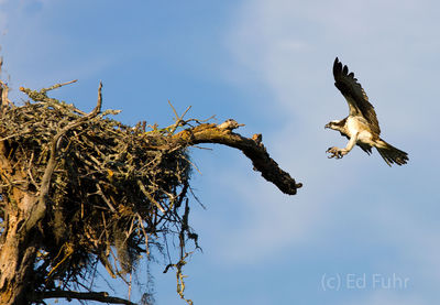Osprey Landing on Nest