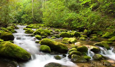 Roaring Fork Spring