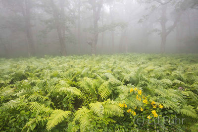Ferns in the Fog