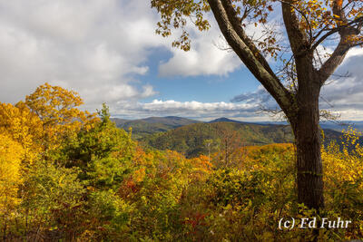 Buck Hollow View