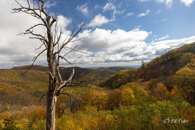 Hemlock Springs
