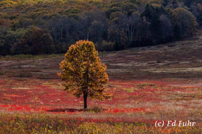 Big Meadows Autumn