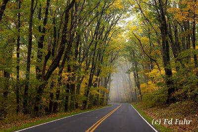 Under the Canopy