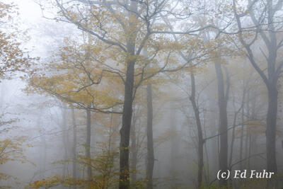 Sentinels