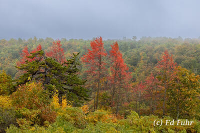 Hazel Mountain Maples