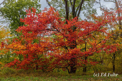 Roadside Maple
