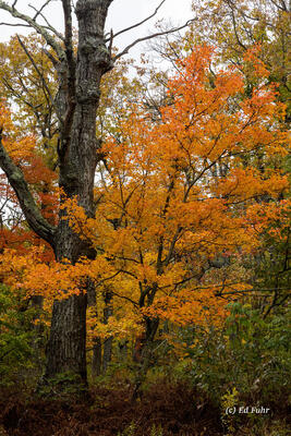 Orange Maple