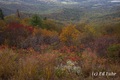 Stony Man Valley View