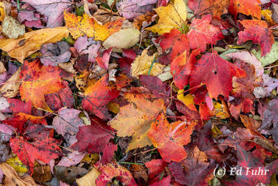 Maple's Fall