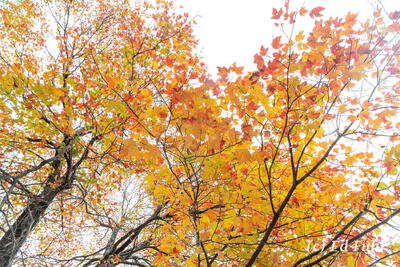 Maple's Reach at Limberlost