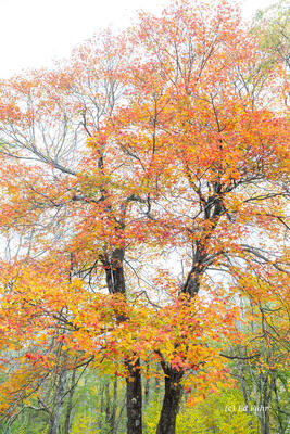 Limberlost