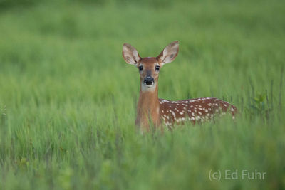 Fawn Perspective