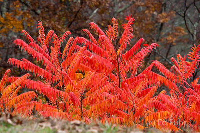Shenandoah Sumac