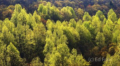 Shenandoah Spring Green