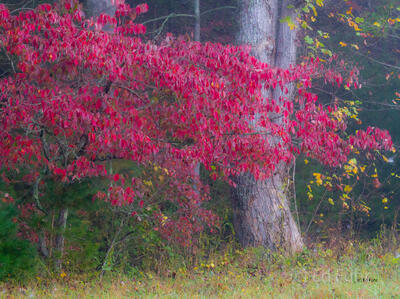 Dogwood Impression