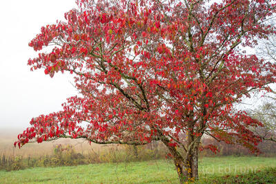 Autumn Dogwood