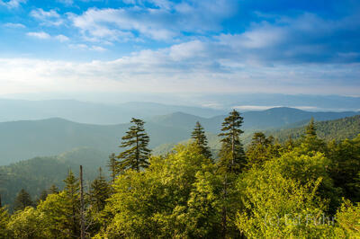Spring Vista