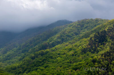 Smoky Mountain Rainforest
