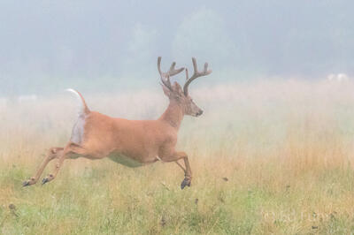 Buck Chase