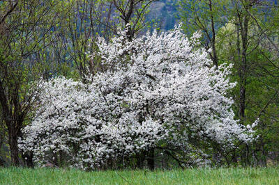 Apple Blossom