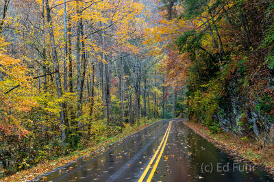 Rainy Day Glow
