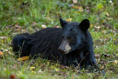 Black Bear Portrait