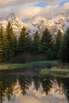 Beaver Pond Delight