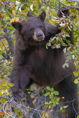 A Bear Berry