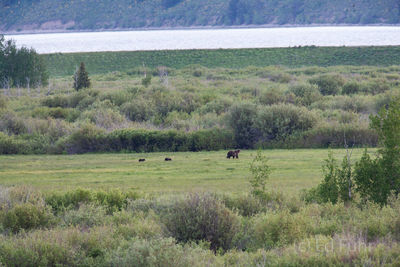 Grizzly 610 and Two Cubs, 2011