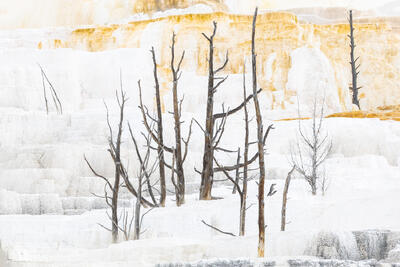 Remnants