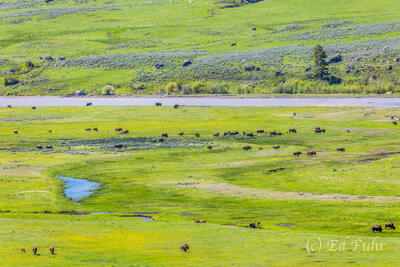 Lamar's Bison