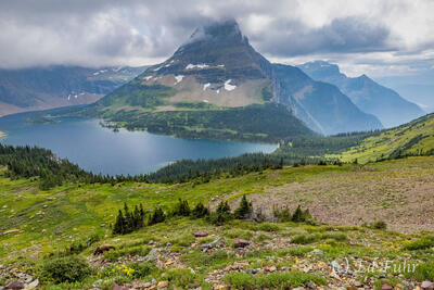 Where the Grizzly Roam