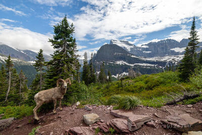 Glacier Postcard
