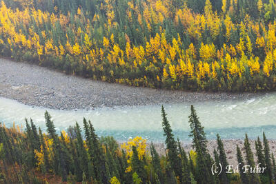Balsam Poplar