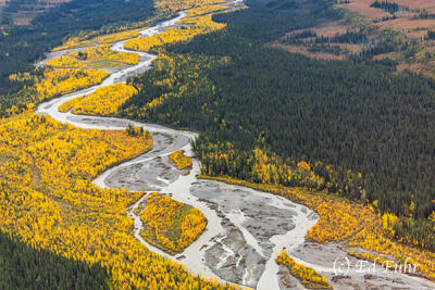 An Aerial View of Autumn Balsam  Poplar