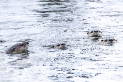 Otter Curiosity