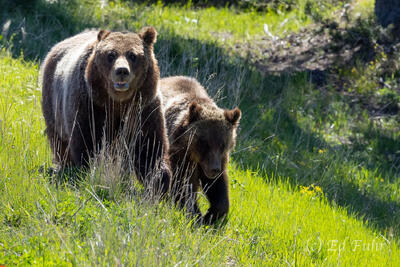 Tetons June 2024