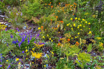 Wildflower Explosion