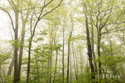 Spring Forest 