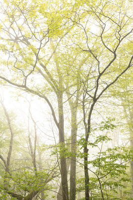 Spring Emergence