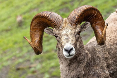 Ram