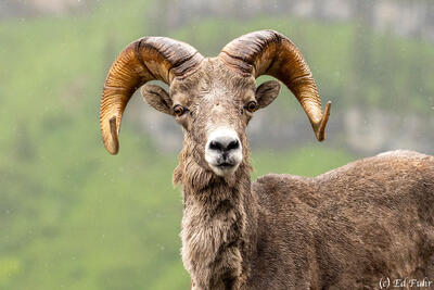 Big Horn Portrait