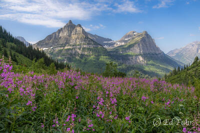 A Valley of Fireweed