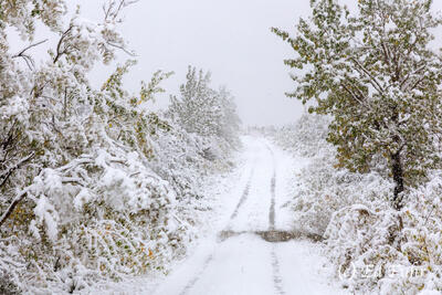 A Quiet Snowy Drive