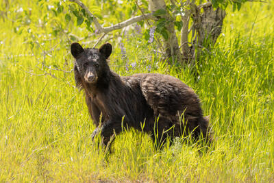 A Young Black Bear